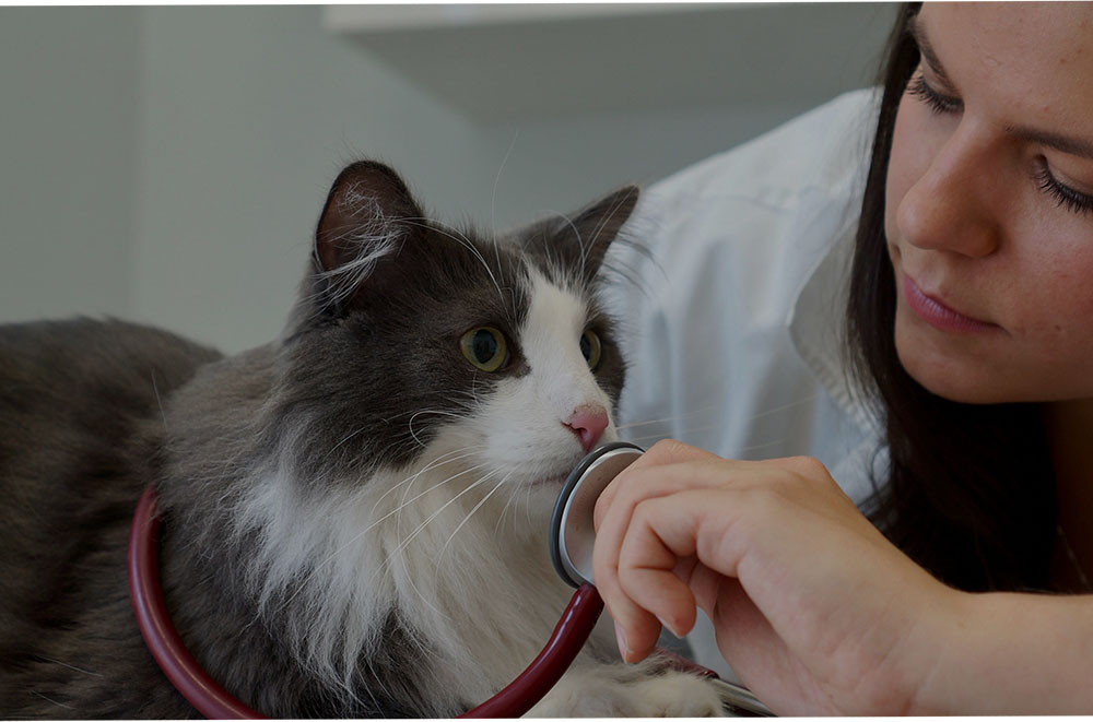 Onkologia kotów: bo koty to nie małe psy!